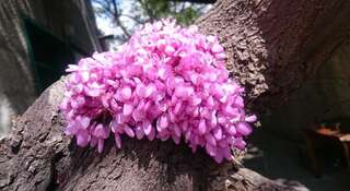 Гостиница Barabulka Ялта-0